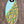 Zap Fish 47