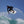 Catch Surf 5'5