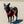 Mustang Survival UnderDog Pet Life Jacket - 2026