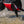 Mustang Survival UnderDog Pet Life Jacket - 2026