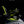 Jones Mercury FASE Snowboard Bindings 2027 - Adult